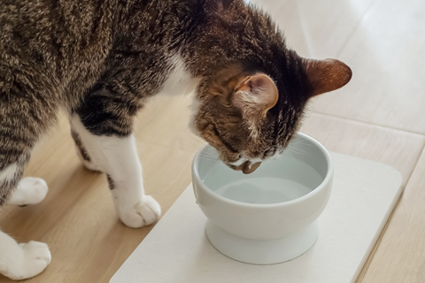 ペットのヘルスケアに